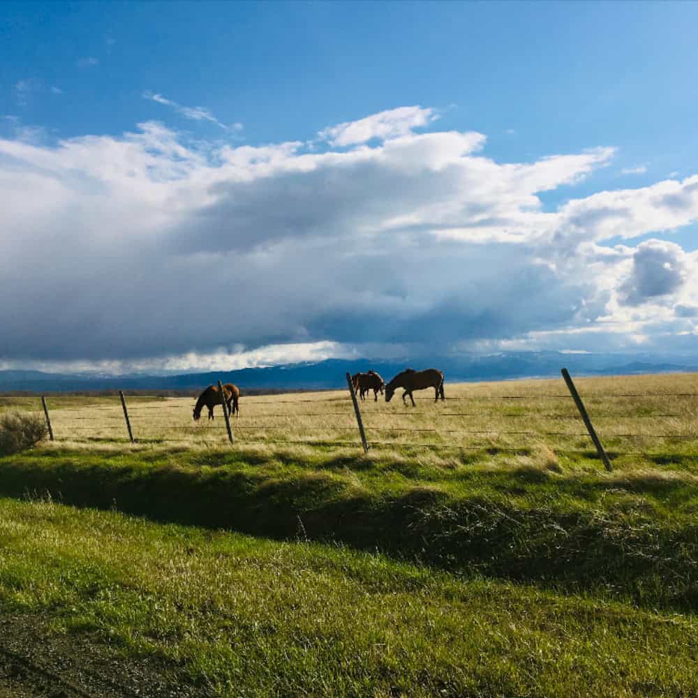 Montana horses grazing with mountains in background - Christopher Meyer Bozeman attorney